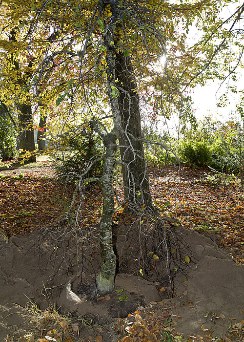 Die Süntel-Buche hat nach der Beengtheit beim Transport jetzt viel Raum zur Entfaltung. (Fotos (3): Universität Rostock/Thomas Rahr).