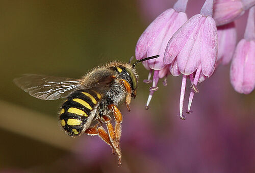 Wildbiene (Foto: Johann-Christoph Kornmilch).