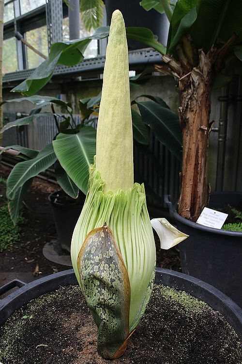 Noch wachsender, geschlossener Blütenstand der Titanenwurz (Foto: Botanischer Garten der Universität Rostock).