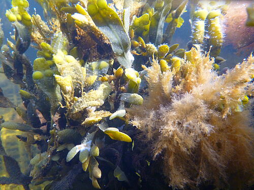 Abb. 1: Der Blasentang Fucus vesiculosus. (Foto: Universität Rostock/Angelika Graiff) 