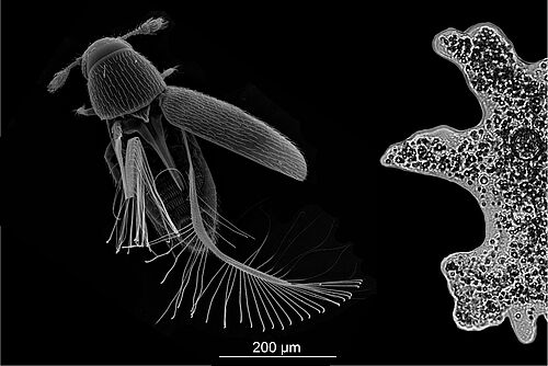 Der Zwergkäfer Paratuposa placentis (links) besitzt vordere schalenartige Deckflügel und aus etwa 42 Haaren bestehende Hinterflügel für den Flug. Er hat eine Körperlänge von nur 395 Mikrometern. Er ist damit etwa gleich groß wie die einzellige Amöbe Amoeba proteus (rechts) (Foto: Alexey A. Polilov, Universität Moskau). 