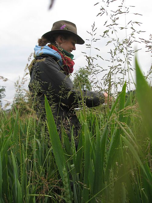 During field work: Merel Hofmeijer examines weeds on an organic farm in Mecklenburg-Vorpommern (Photo: private).