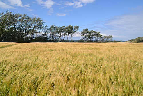 Motivbild Landwirtschaft. (©Claudia Eulitz, Uni Kiel)