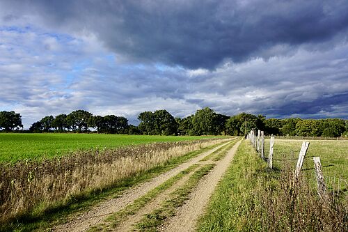 Strukturreiche Agrarlandschaft mit Blühstreifen in Mecklenburg-Vorpommern. (Foto: Sebastian Lakner).