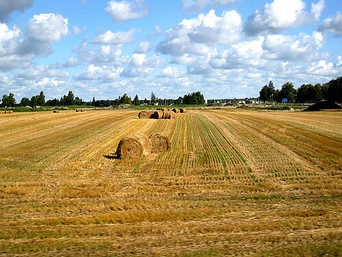 Caption Grain field in Estonia (Picture: Sebastian Lakner/University of Rostock).