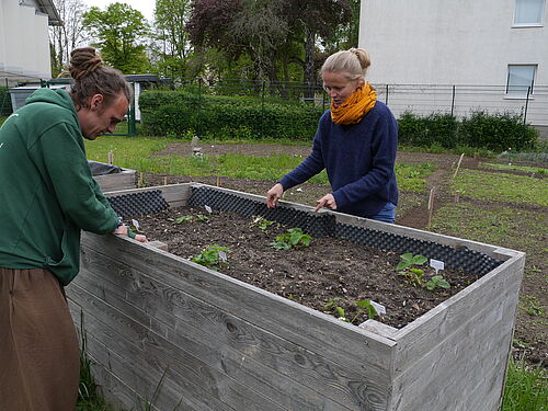 Susan Pollin und Pascal Halbes am Hochbeet arbeiten im Abstand voneinander. (Foto: Universität Rostock / Dr. Martin Feike).