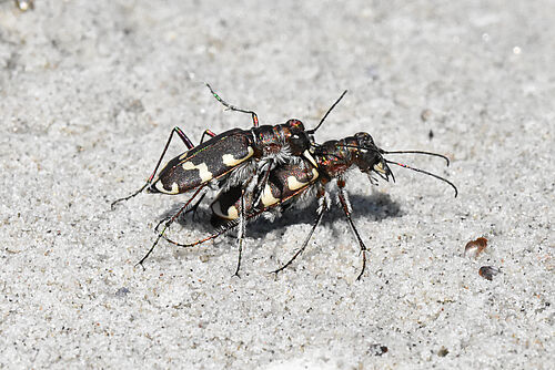 Der Meerstrand-Sandlaufkäfer ist durch den Massentourismus aus dem Naturschutzgebiet „Heiligensee und Hütelmoor“ verdrängt worden und verlor damit sein letztes Vorkommen in Mecklenburg. (Foto: Katrin Kunkel).