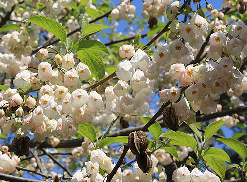 Halesia monticola