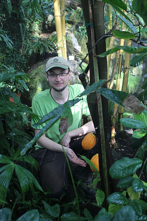 Markus Eichel freut sich über die reifen Früchte des Kakaobaums in den Loki-Schmidt-Gewächshäusern des Botanischen Gartens Rostock. (Foto: Universität Rostock/Dr. Dethardt Götze). 