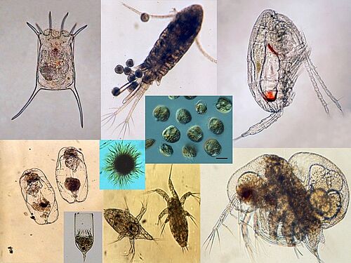 Die Hauptakteure des Experimentes – Zooplanktonarten der Ostsee