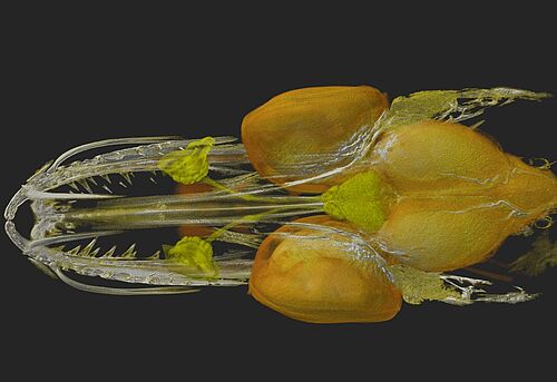 Micro-CT-Aufnahme eines juvenilen Hechtes. (Foto: Stephan Scholz).