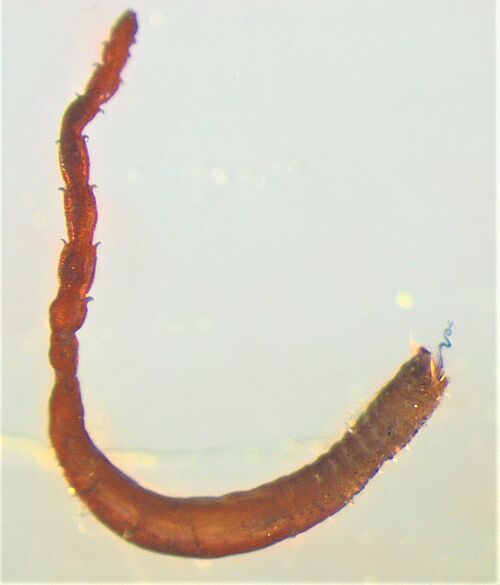 Die neu entdeckte Wurmart Anobothrus konstantini aufgenommen unter dem Binokular. Am Vorderende ist eine einzelne Kieme zu erkennen. 